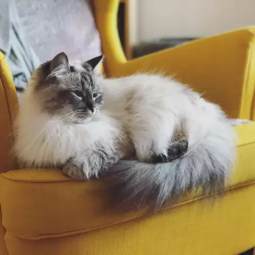 Важни грижи при отглеждане на сибирска котка у дома