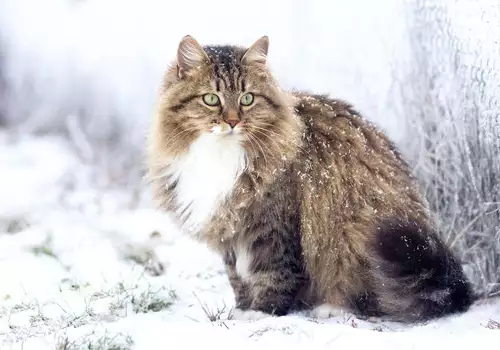 В студеното време: коя температура е твърде ниска за котките