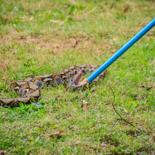 Как да се отървем от змиите от двора