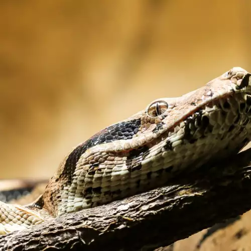 Змия за домашен любимец: Трябва да знаете, преди да я вземете у дома