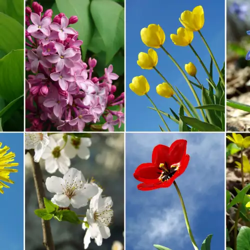 С какви сезонни цветя да украсим градината през пролетта?