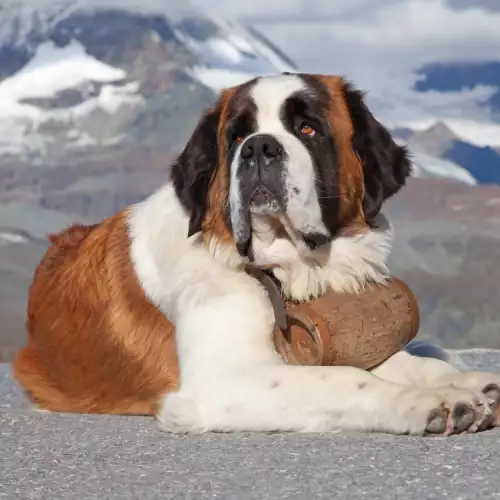 Санбернар е най-силното куче в света