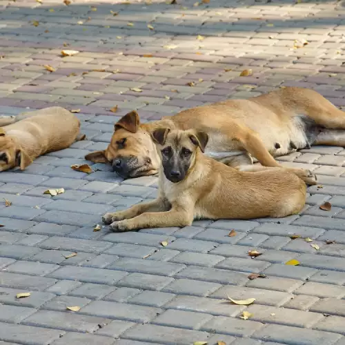 Заболявания при уличните кучета