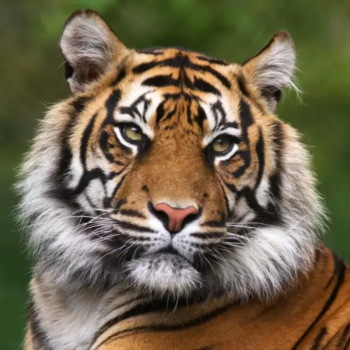 Често срещани митове за тигрите