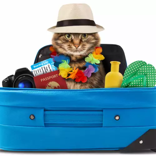 С котка на вилата: съвети за безопасна ваканция