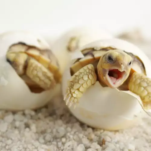 Как се раждат костенурките?