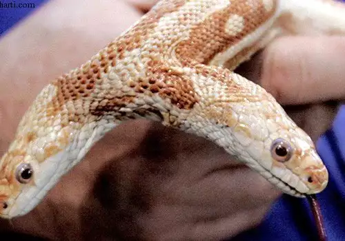 Необичайно дело на природата – двуглава змия