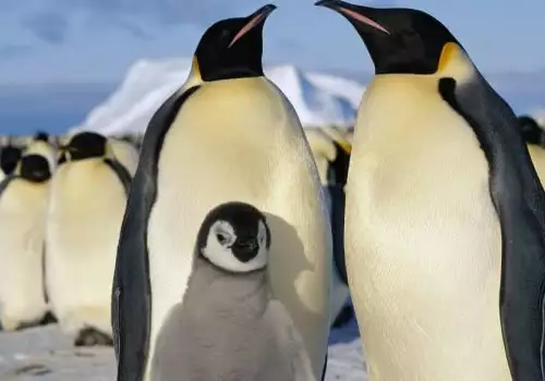 Императорски пингвин - всичко за уникалната птица