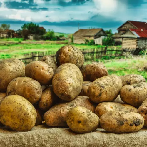 Как да отгледаме здрави и едри картофи