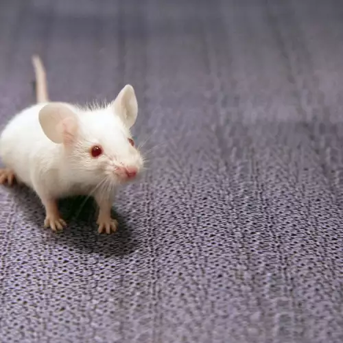 Избор и отглеждане на бяла мишка