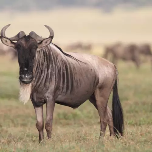 Особености на антилопа Гну