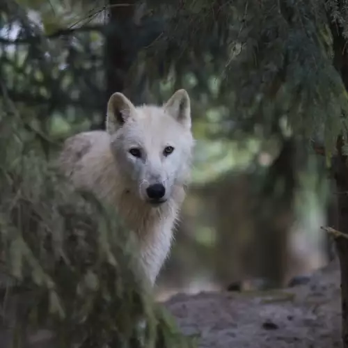 Полярен вълк