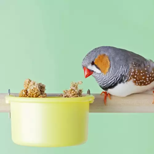 Защо птицата ви не яде пелети?