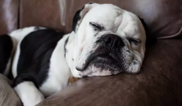 Продължителният сън е знак за депресия при кучето