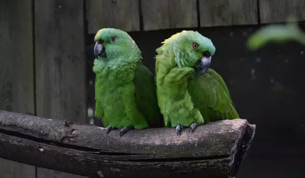  Съвместимост на папагалите 