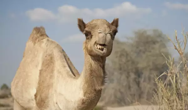  Какво значи да сънуваш камила? 