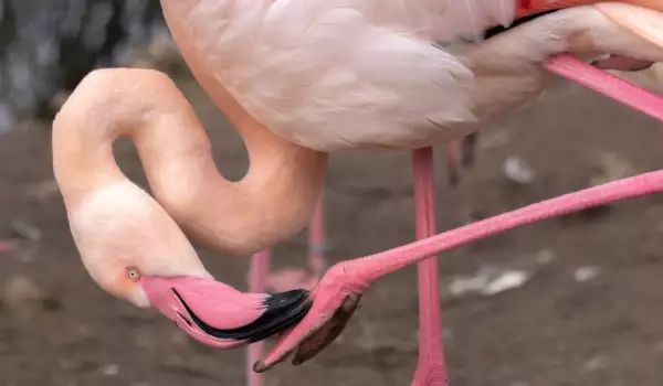 Красиво розово фламинго