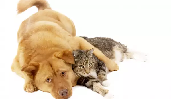 Куче, котка и змия