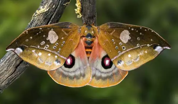 Красива пеперуда