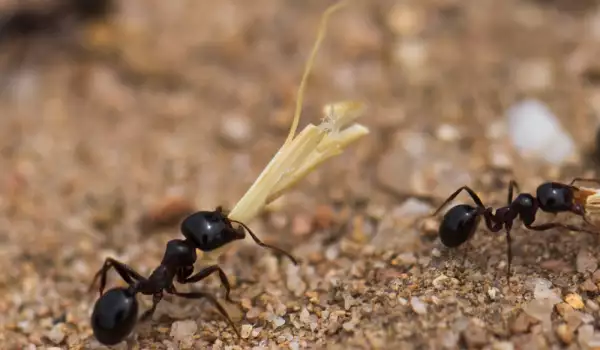 Трудолюбиви мравки
