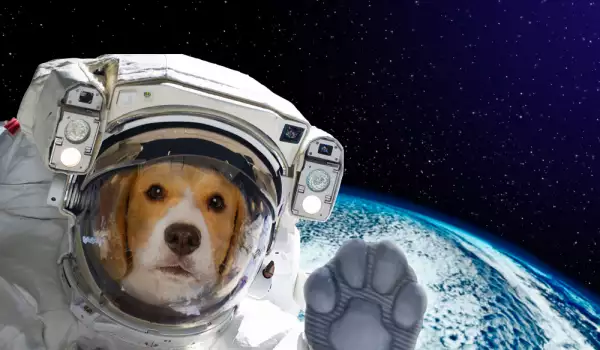 Кучета на Марс?