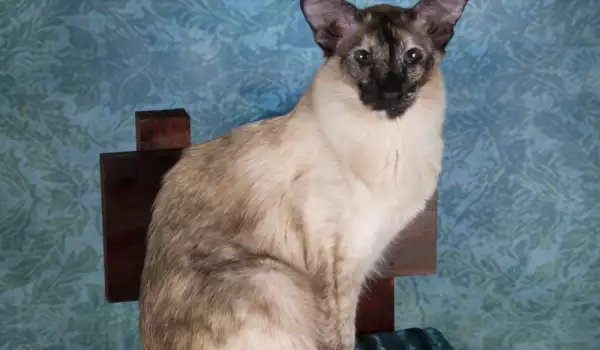 Балийска котка за хора с алергии