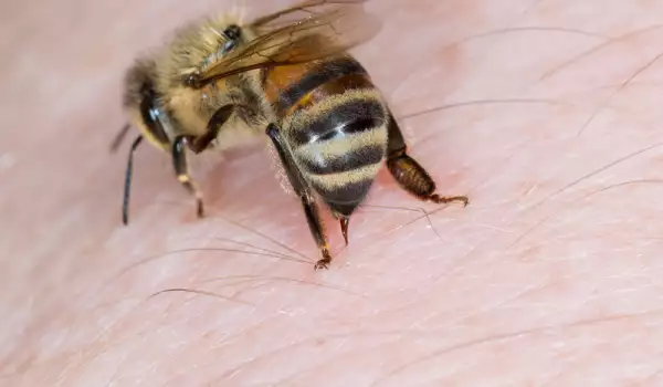  Ползи от пчелната отрова 
