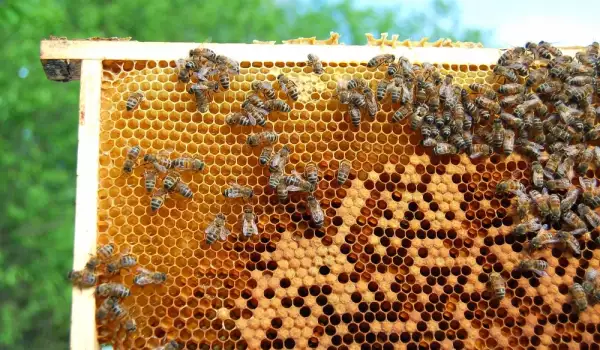  Зимуване на пчели 