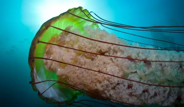  Медузите варират по величина 