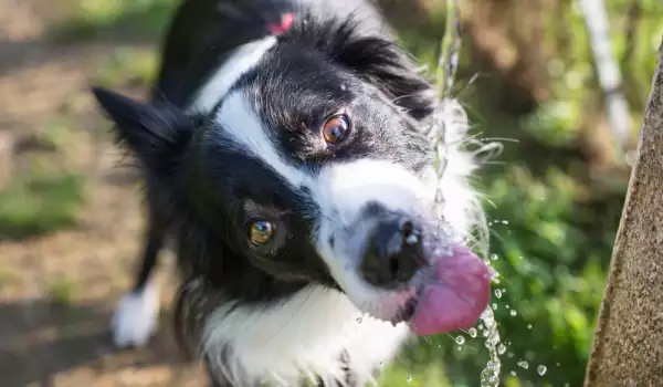 куче пие вода