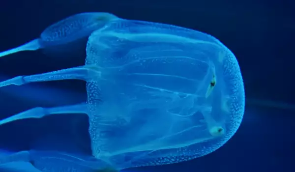  Медузите живеят в океани и морета 
