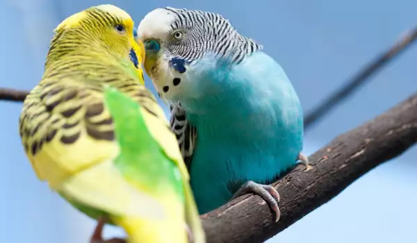 малки папагали продължителност живот