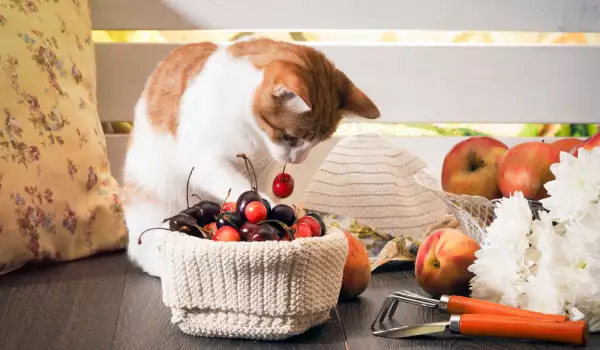  Защо котките не харесват аромата на плодове 