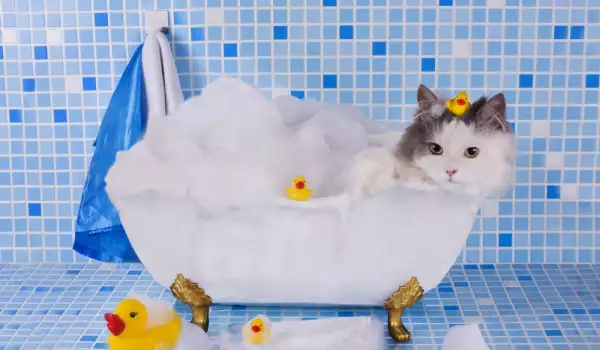  Къпане на котката през лятото 