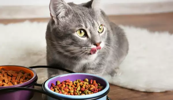  нездравословни храни и диария при котките 