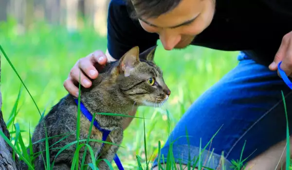 Разхождане на котката