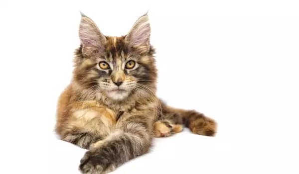  С кои породи котки се схваща скотиш фолд? 
