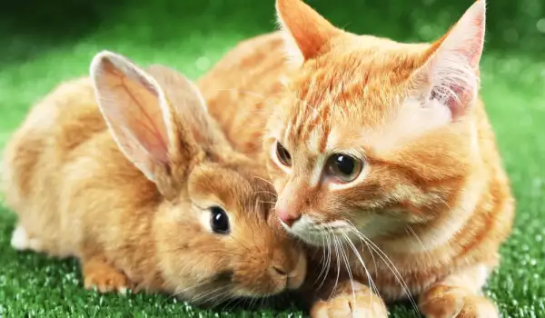  Мопсът схваща ли се с котка и заек 