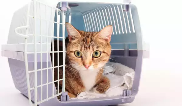 Клетка за пътуване на котка