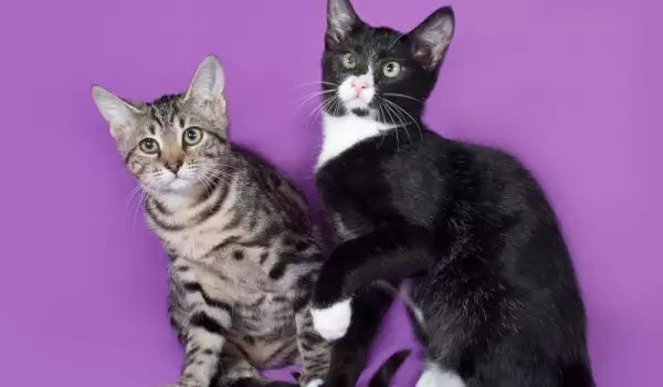 Котарак и женска котка