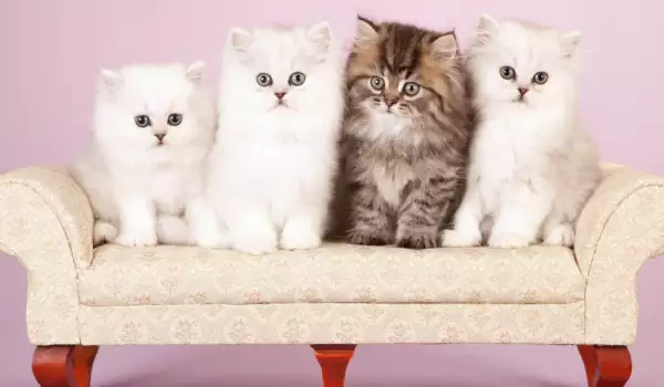  Малки персийски котенца 
