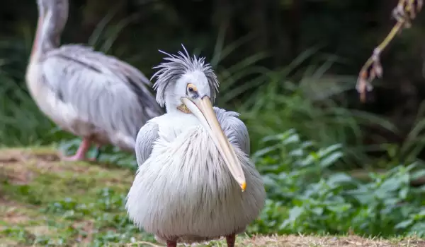  Къдроглав пеликан 