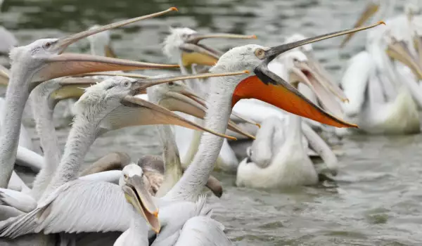 Много пеликани 