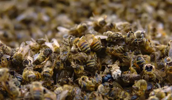 Умиращи пчели
