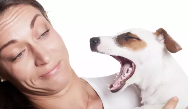 Защо устата на кучето мирише