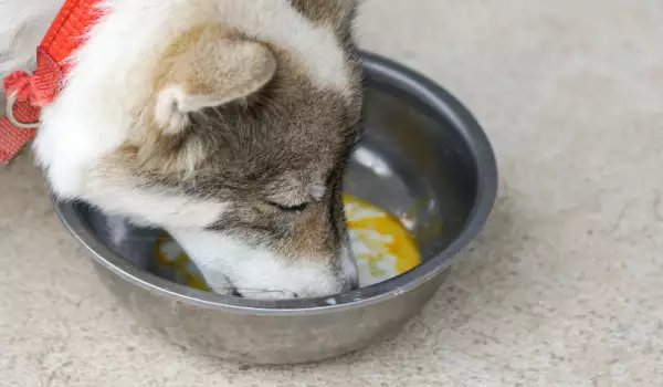 куче яде яйца