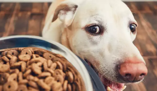 Вредни храни при кучешки атрит