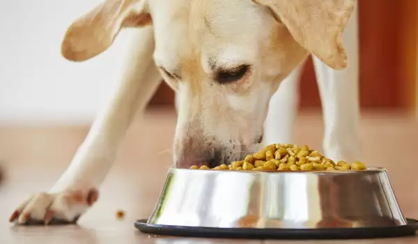  Хранене на куче с панкреатит 