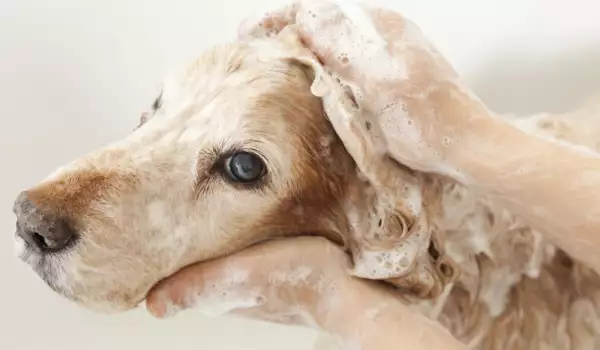 При гъбички се налага да къпете кучето със специален шампаон
