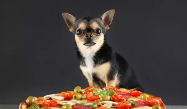  Могат ли кучетата да ядат карфиол? 